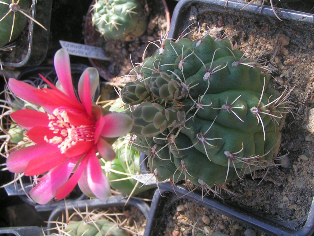 Gymnocalycium baldianum